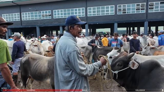 January 26, 2024 Presyo Ng Baka, Kambing At Kalabaw | Dji Osmo Action 4 | Livestock Farming