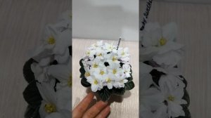 Мини фиалка. Kentucky Baby Sunshine. Обзор.