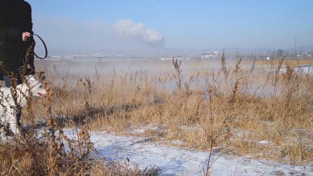 Из жизни белой собаки смотреть онлайн
