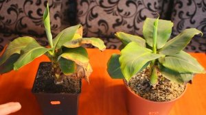 Комнатный банан.Ошибки при уходе