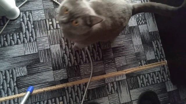 Кот говорит Доброе утро. Кот и кошка общаются со мной каждый день. смотреть онлайн