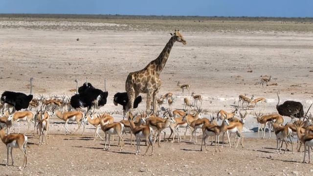 Африканские животные смотреть онлайн