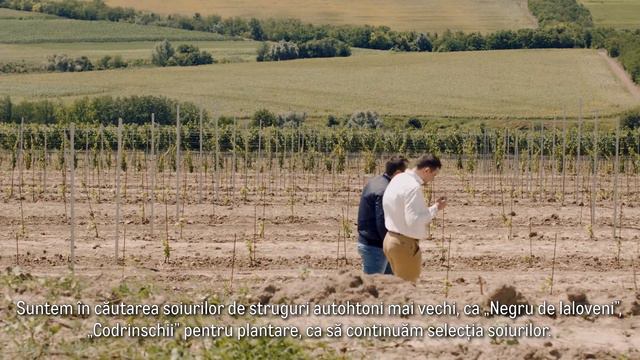 METRO - Producători locali - „Novak Winery” смотреть онлайн