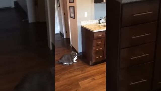 Сумасшедшие животные) смотреть онлайн