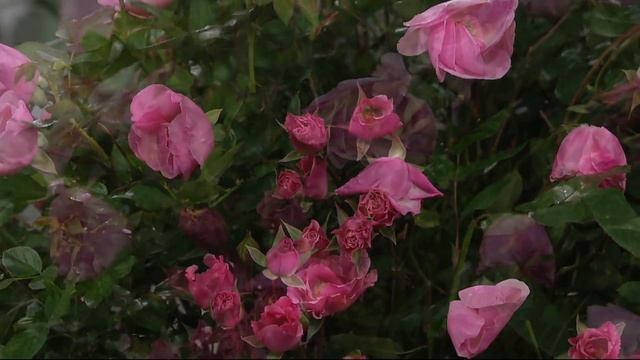Cottage Farms Easy Does It Double Knock Out Rose Duo on QVC смотреть онлайн