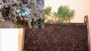 БАЗАКОТ - немецкое удобрение длительного действия