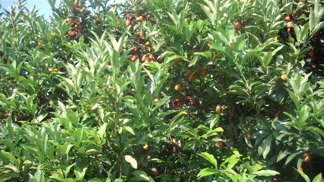 Kumquat Citrus Trees смотреть онлайн