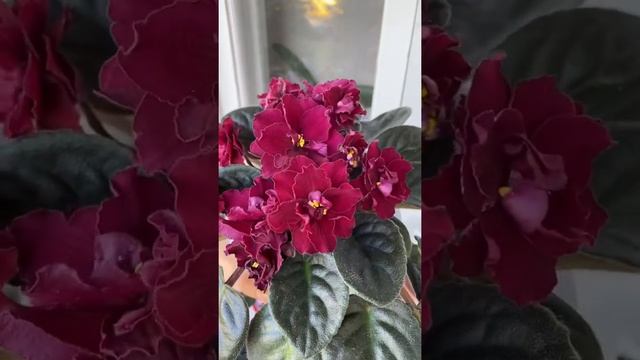 ЕК Вишневая Метель. Цветущие фиалки смотреть онлайн