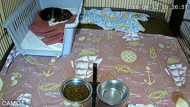 Питомник Я Такса смотреть онлайн