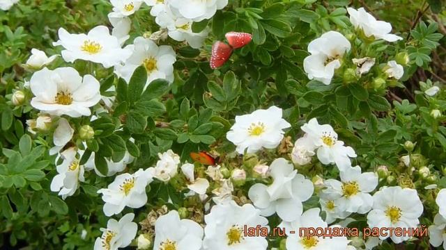 Лапчатка кустарниковая Маунт Эверест ? обзор: как сажать, саженцы лапчатки Маунт Эверест смотреть онлайн