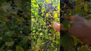 Чёрная смородина! Урожай 2022 для сомневающихся. #shorts