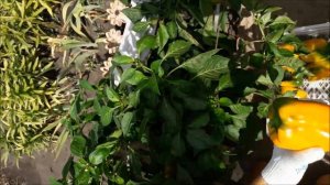 СЛАДКИЙ ПЕРЕЦ-ДВА ЛУЧШИХ ГИБРИДА ДЛЯ СИБИРИ. Гибриды толстостенного перца на 2021 год