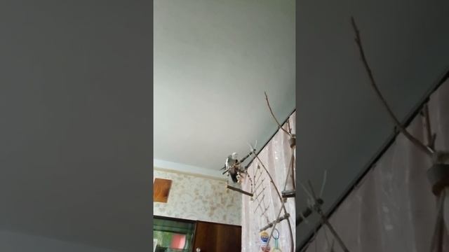 Кореллка всем доволен смотреть онлайн