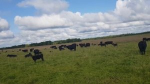Полевые условия  Абердин Ангус беспривязное содержание  Field conditions  Aberdeen Angus loose cont