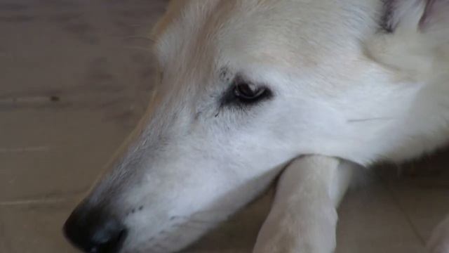 Canon Vixia HF S21 24F Cine Mode Sample #3 смотреть онлайн