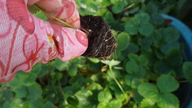 Гортензии, заменили другие саженцы, забыла о земляники. Поздняя пересадка.