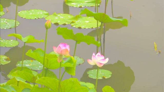 「浄土へ・・・　」Canon XC10 　４K　Canon Log にて撮影 смотреть онлайн