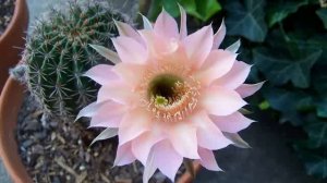 Экхарт Толле - 06. О потребностях реальных и мнимых, озвучивает [Nikosho].mp4