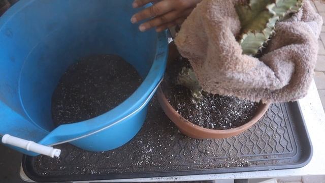 Repotting Euphorbia Ammak Variegated