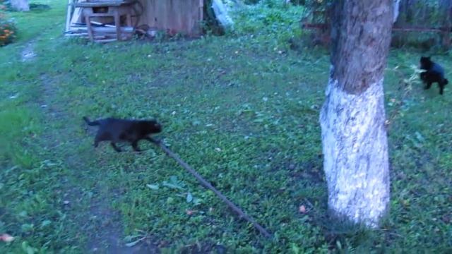 кошки в деревне смотреть онлайн