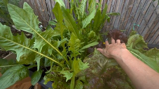 Backyard Container Vegetable Garden Tour/Update | Small Space Gardening | Tips & Ideas смотреть онлайн