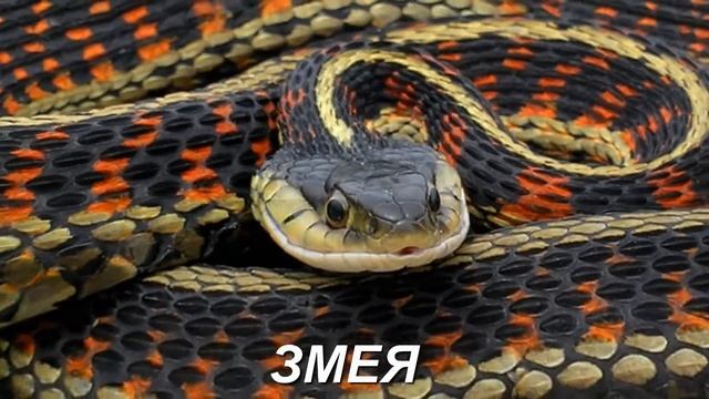 САМЫЙ ДЕНЕЖНЫЙ ЗНАК ВОСТОЧНОГО ГОРОСКОПА смотреть онлайн