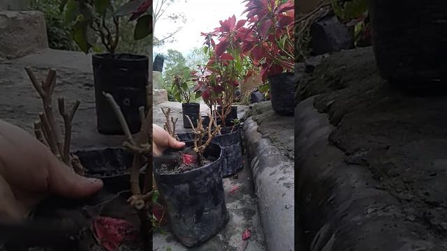 How do I save my poinsettia for next year?🏵️ смотреть онлайн