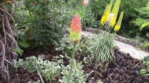 Книфофия  многолетник . Советую  посадить книфофию!