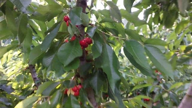 Κεράσια ποικιλίας Giant red. Περιγραφή και χαρακτηριστικά. смотреть онлайн