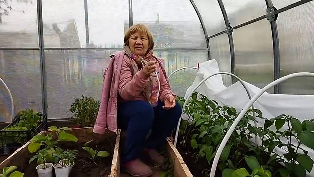 ФОРМИРОВАНИЕ СЛАДКОГО ПЕРЦА смотреть онлайн