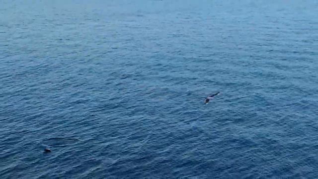 Дельфины в Севастополе смотреть онлайн