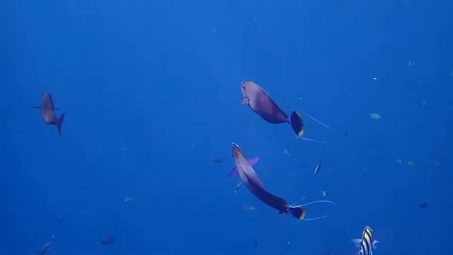 Tulamben (Bali) смотреть онлайн