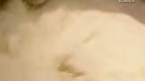 Как делают мороженое.