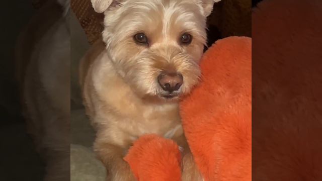Hond van Bridget Maasland krijgt een Appeltje (bnertjes.nl) смотреть онлайн