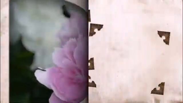 Растение месяца пион смотреть онлайн