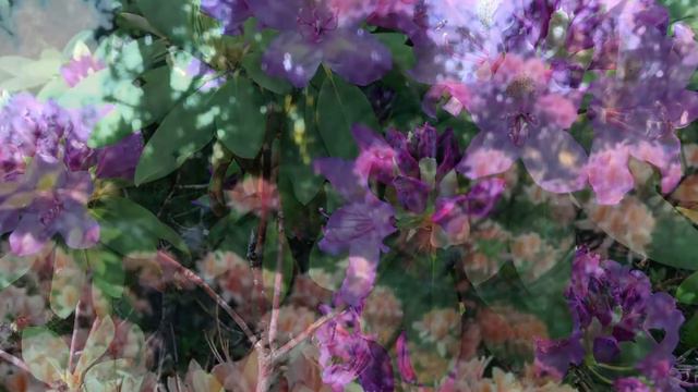 Eastern Ontario Rhododendron Garden, USDA Zone 4, Spring 2021 смотреть онлайн