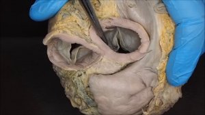 сердце домашних животных