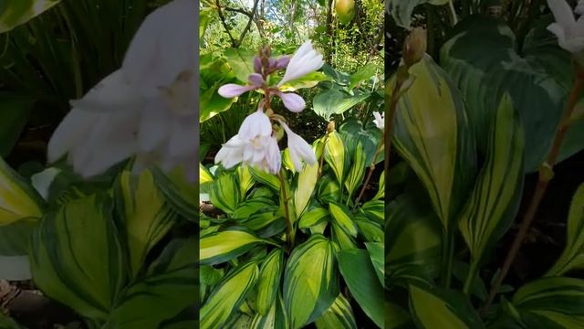 хоста РЕЙНБОУЗ ЭНД #хосты #купитьхосты #редкиесортахост смотреть онлайн