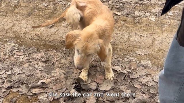 Skinny abandoned dog starving on the street walked up to the exact right person смотреть онлайн
