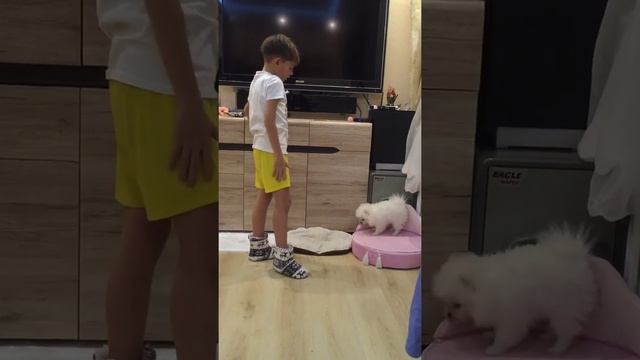 Как приучить собаку команде сидеть? 1урок смотреть онлайн