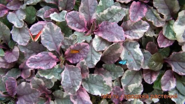 Живучка ползучая Бургунди Глоу (burgundy glow) ? обзор: как сажать, рассада живучки Бургунди Глоу смотреть онлайн