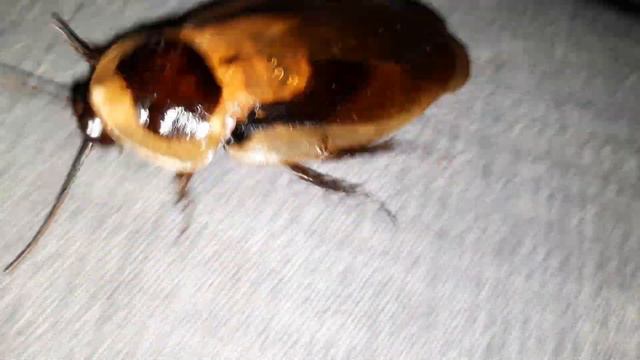 2. Больших таракана бегут на волю. серия 3 смотреть онлайн