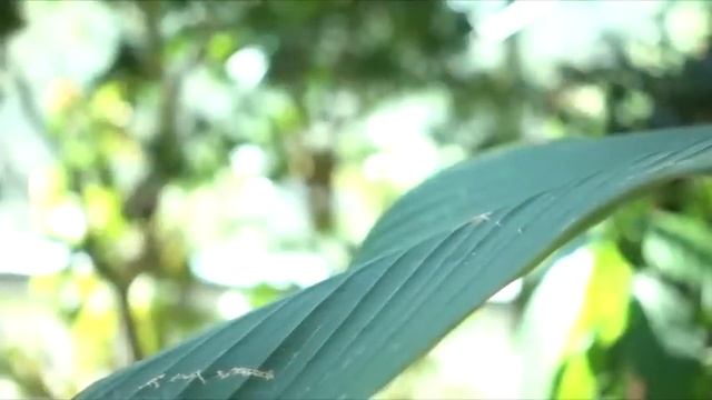 Музыка вместе с видео просто завораживают. Music along with the video is simply mesmerizing. смотреть онлайн