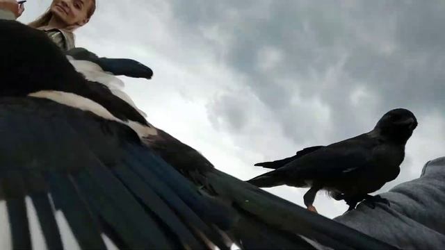 Сорока,ворона и галка. Free fly. смотреть онлайн