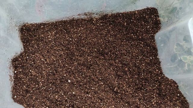 Посев Клубневой Бегонии 2023г. Выращиваем Бегонию без ошибок. Что ВАЖНО знать при посеве бегоний . смотреть онлайн