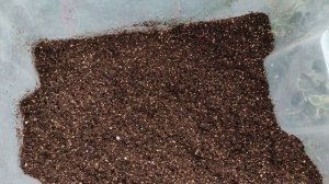 Посев Клубневой Бегонии 2023г. Выращиваем Бегонию без ошибок. Что ВАЖНО знать при посеве бегоний .