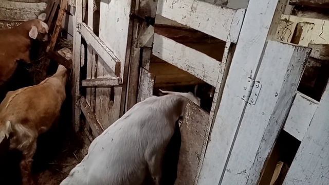 сено плохого качества что делать смотреть онлайн