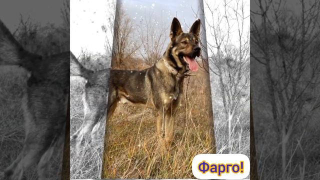 Шикарный красавец ищет дом! смотреть онлайн