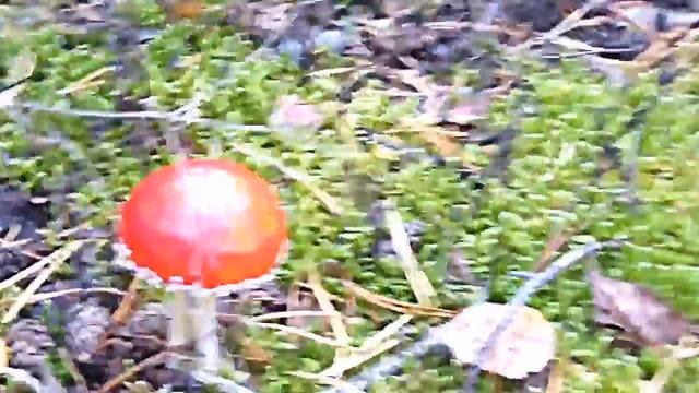 Грибалка. смотреть онлайн