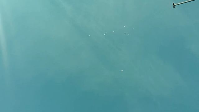 Иранские длинноносые бойные. Iranian Pigeons